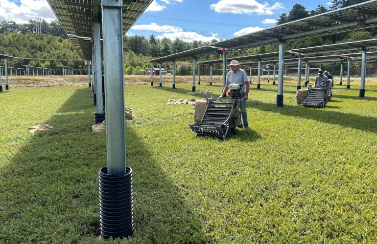 First cranberries harvested from bogs with solar panels overhead