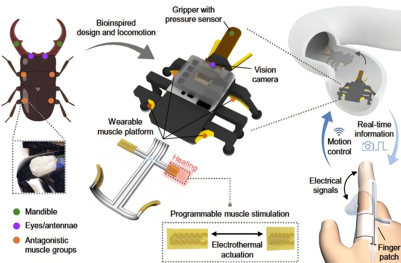 Beetle-inspired soft robot follows finger commands to walk, grip and relay sensory information