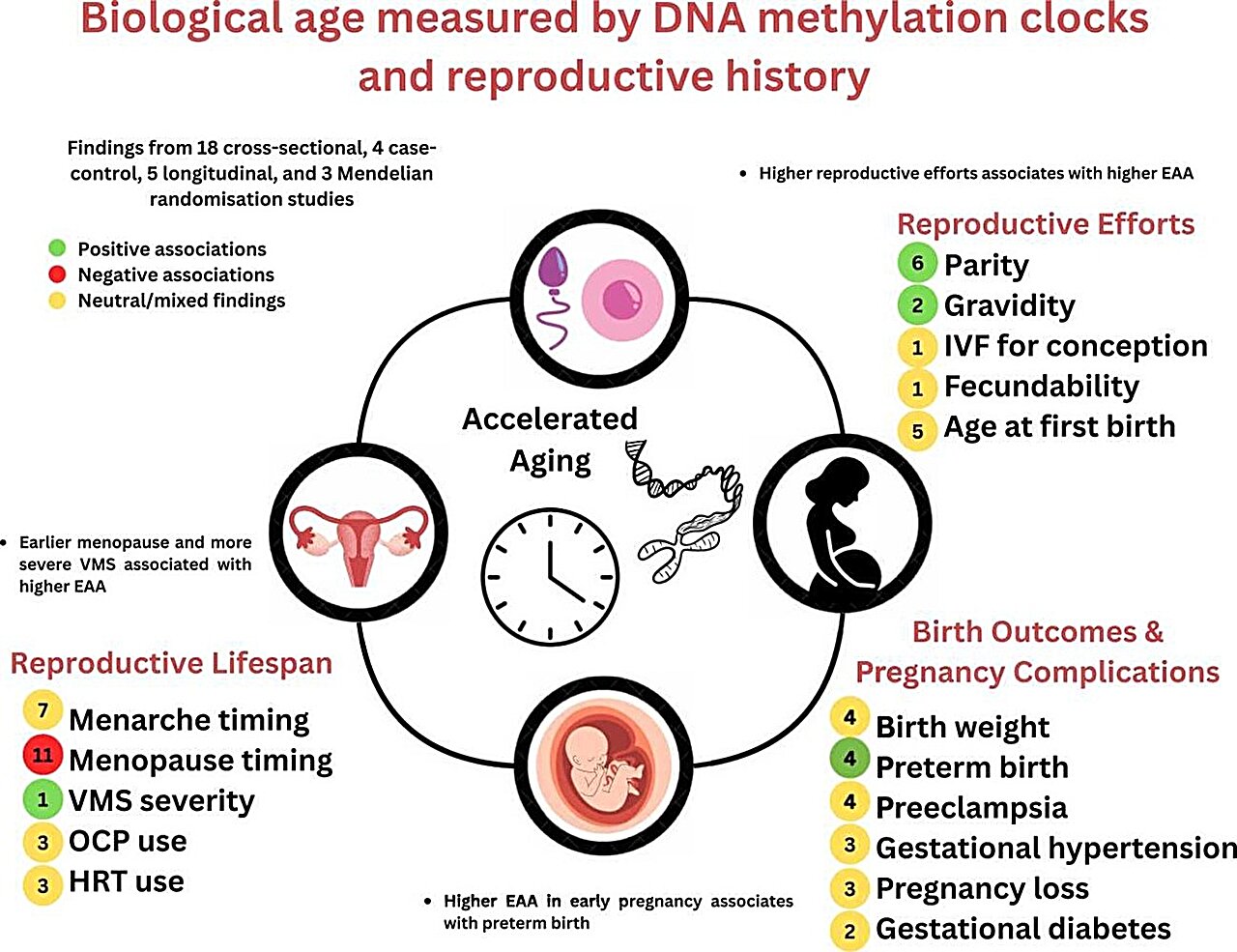 Earlier menopause linked to faster biological aging, study finds