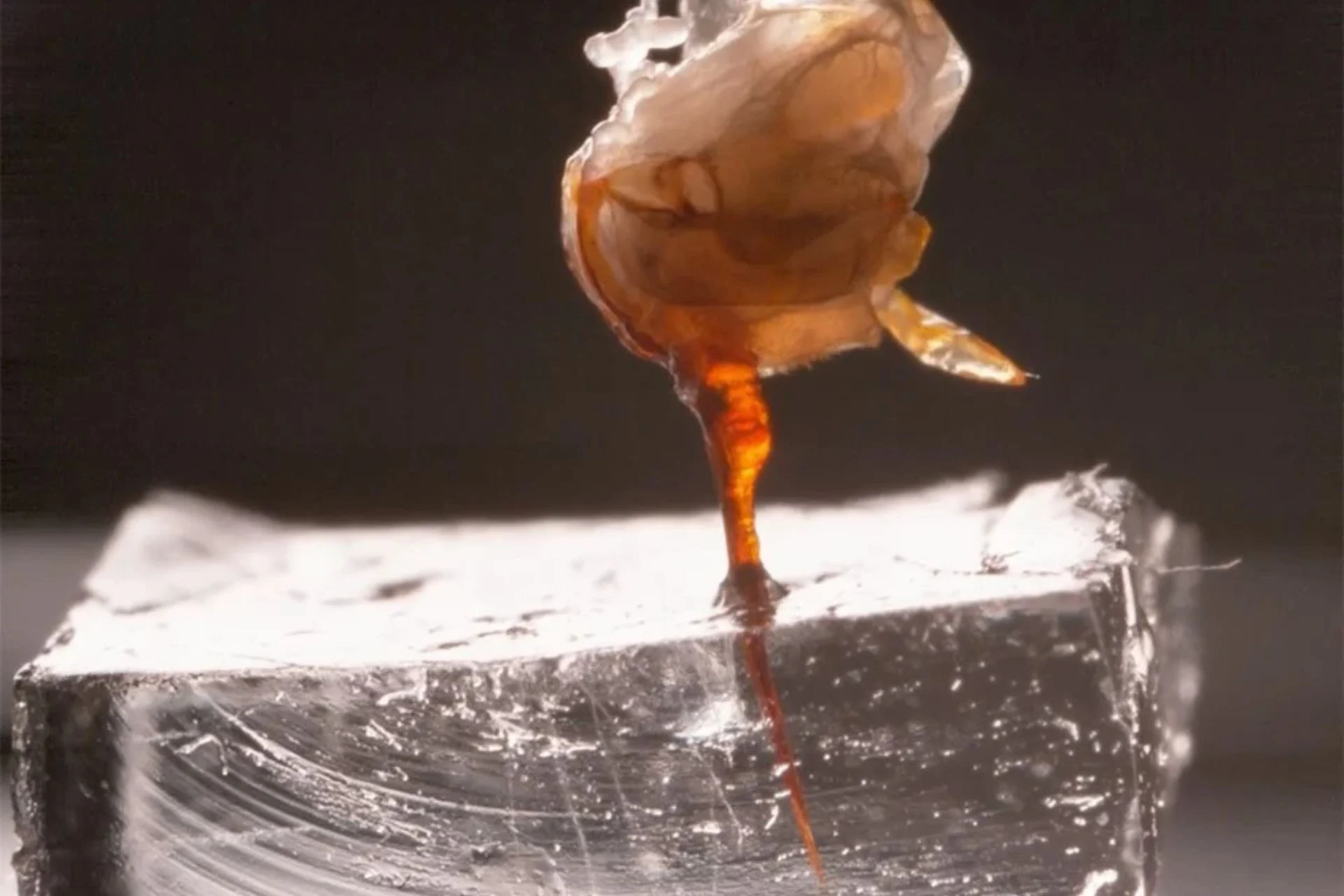 Watch a Bee’s Stinger Keep Pumping Venom After the Bee Is Gone