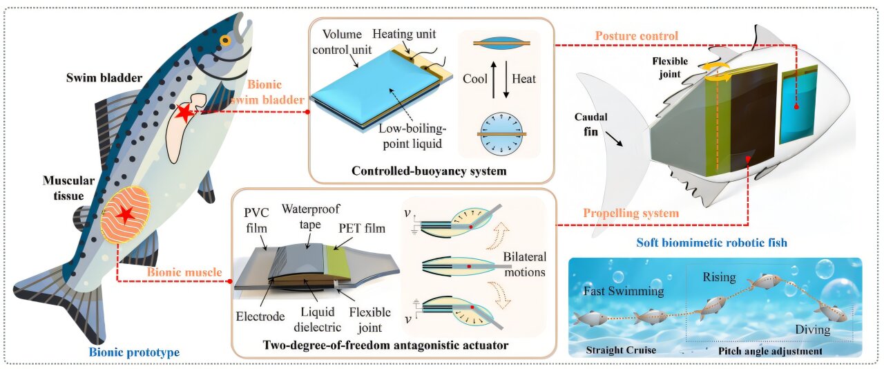 Soft robotic fish combines high-speed swimming with 3D maneuverability