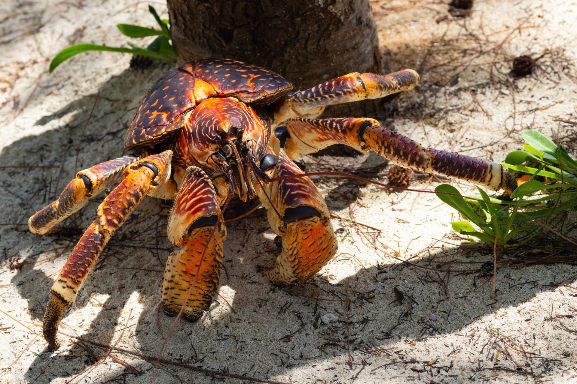Giant, Meat-Eating Crabs Are the Latest Obstacle in the Search for Amelia Earhart’s Plane