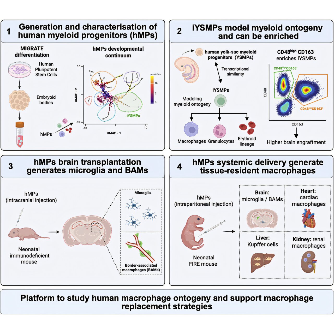 Human stem-cell model reveals a shared origin for tissue-resident macrophages