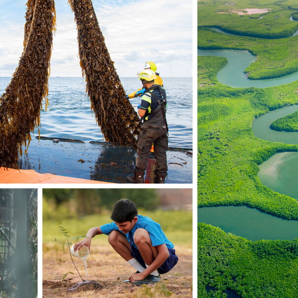 How Amazon’s $100 million Right Now Climate Fund is protecting and restoring nature around the world