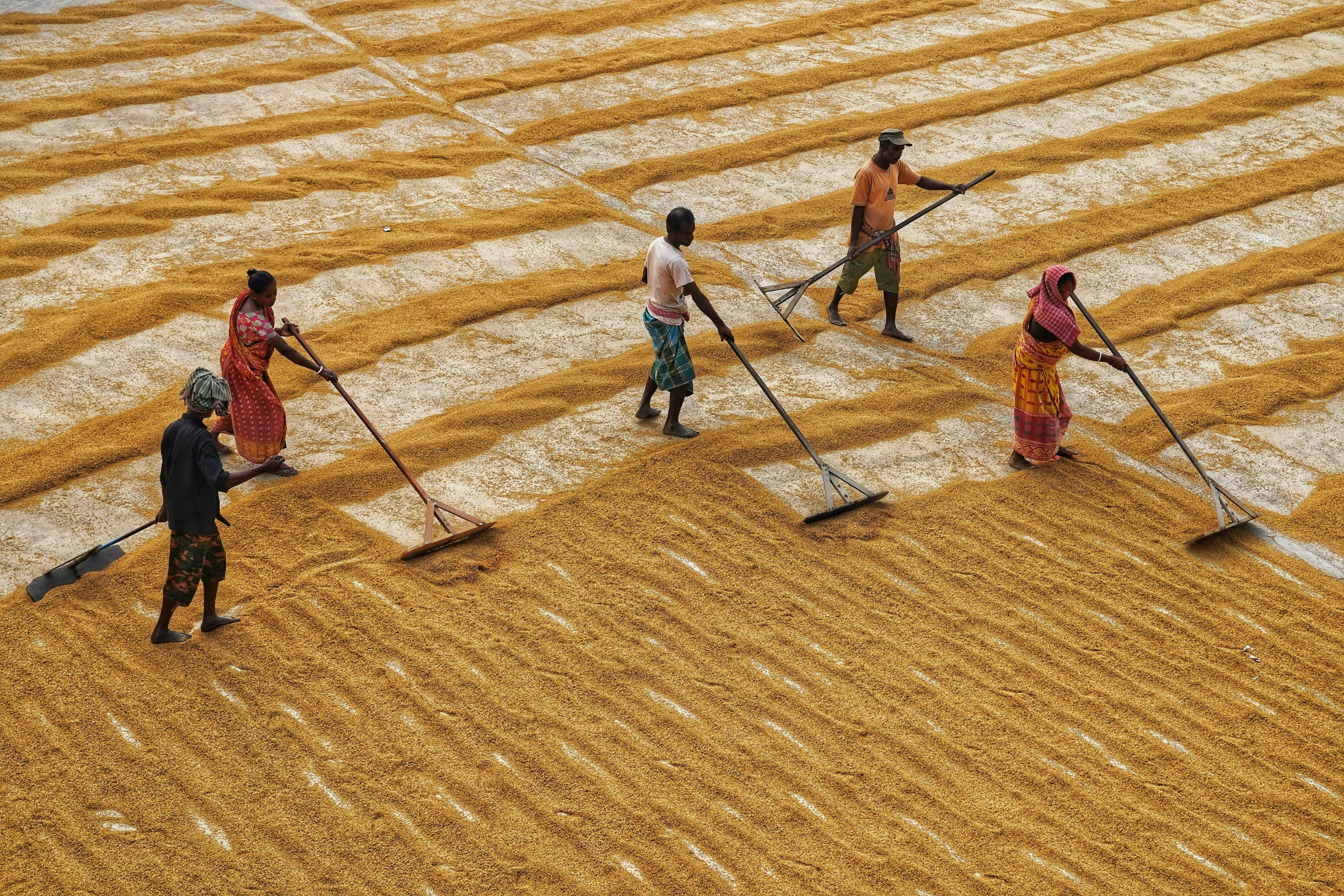 Carbon Credits For Indian Farmers: New Resources Explain Opportunities and Safeguards