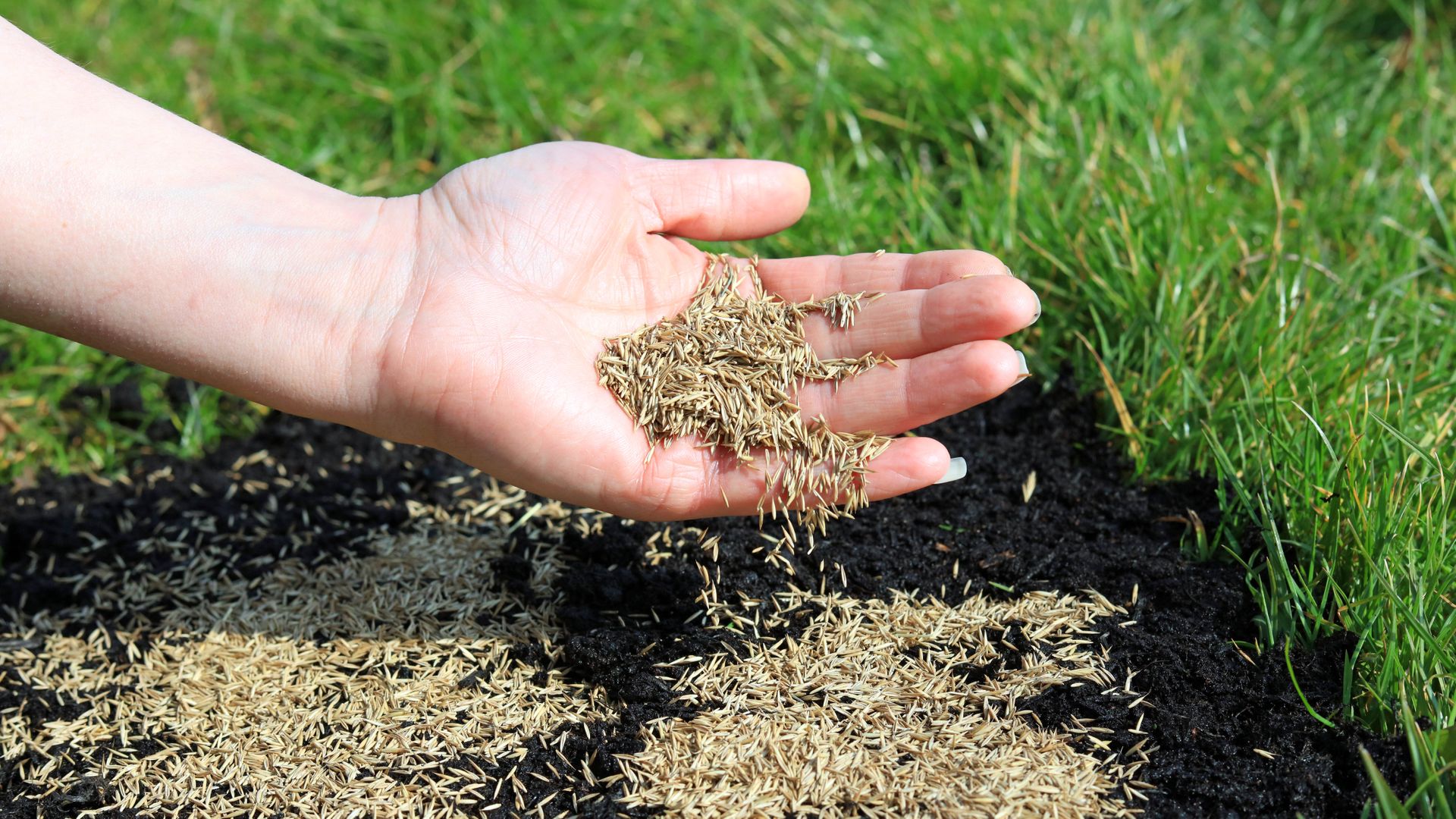 How long does grass seed take to sprout? The exact timeline and 3 ways to speed it up