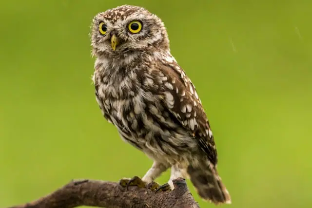 Tidal Ventures leads $5.3m seed round for RedOwl