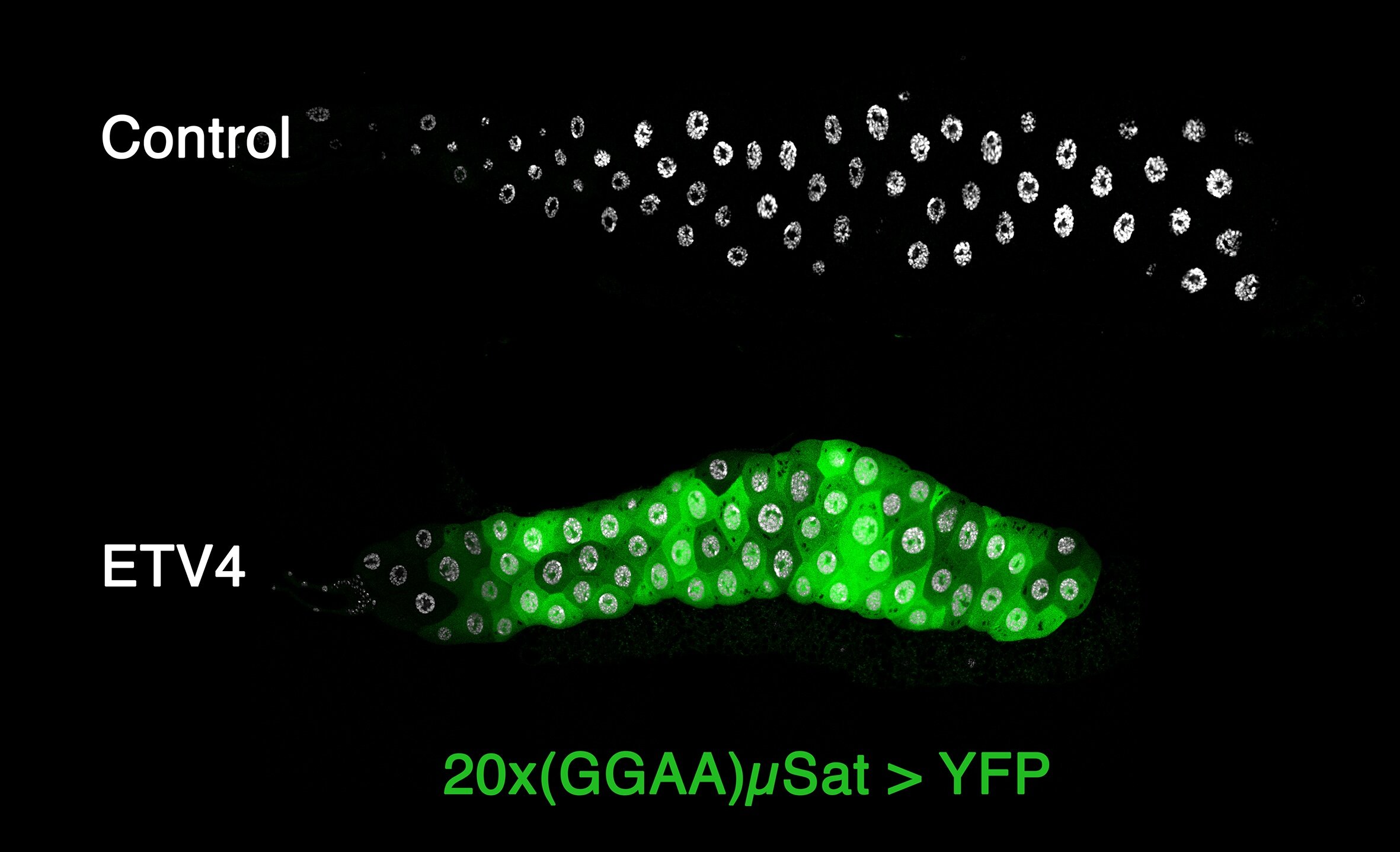Cancer-linked protein needs a partner to activate silent DNA, fruit fly experiments reveal