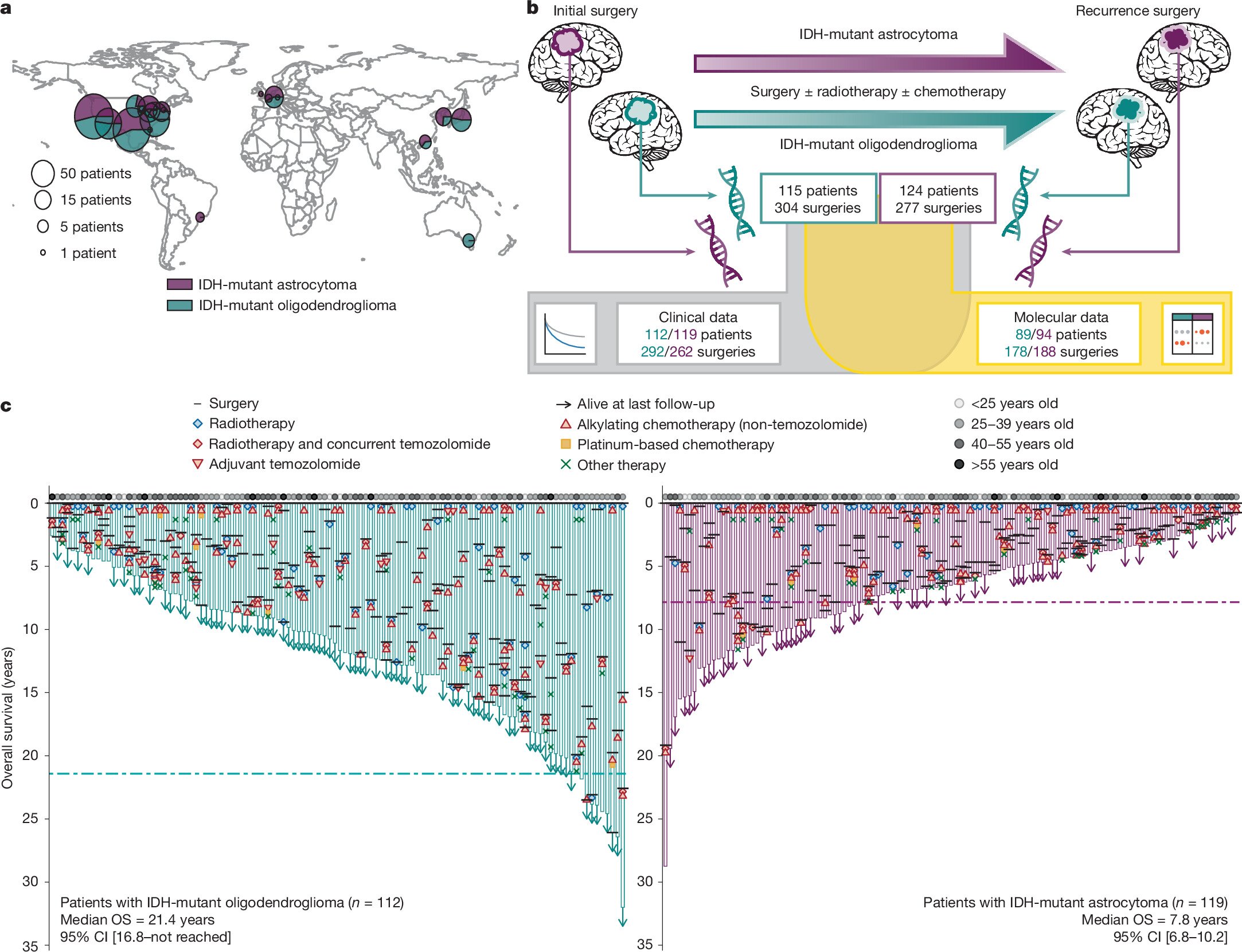 What happens when brain tumors return? International study tracks genetic changes behind recurring cancers