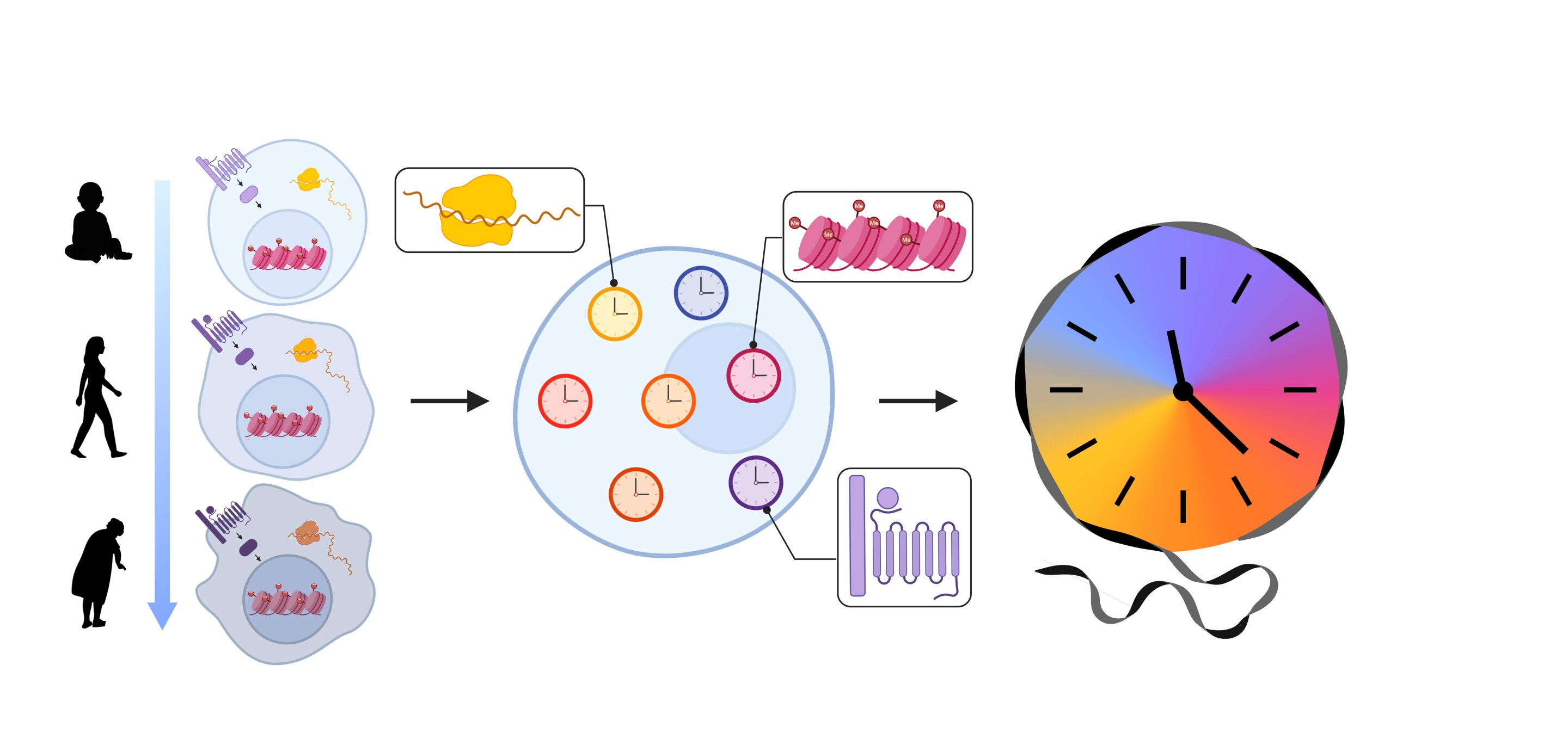 Reversing age by reprogramming gene expression networks