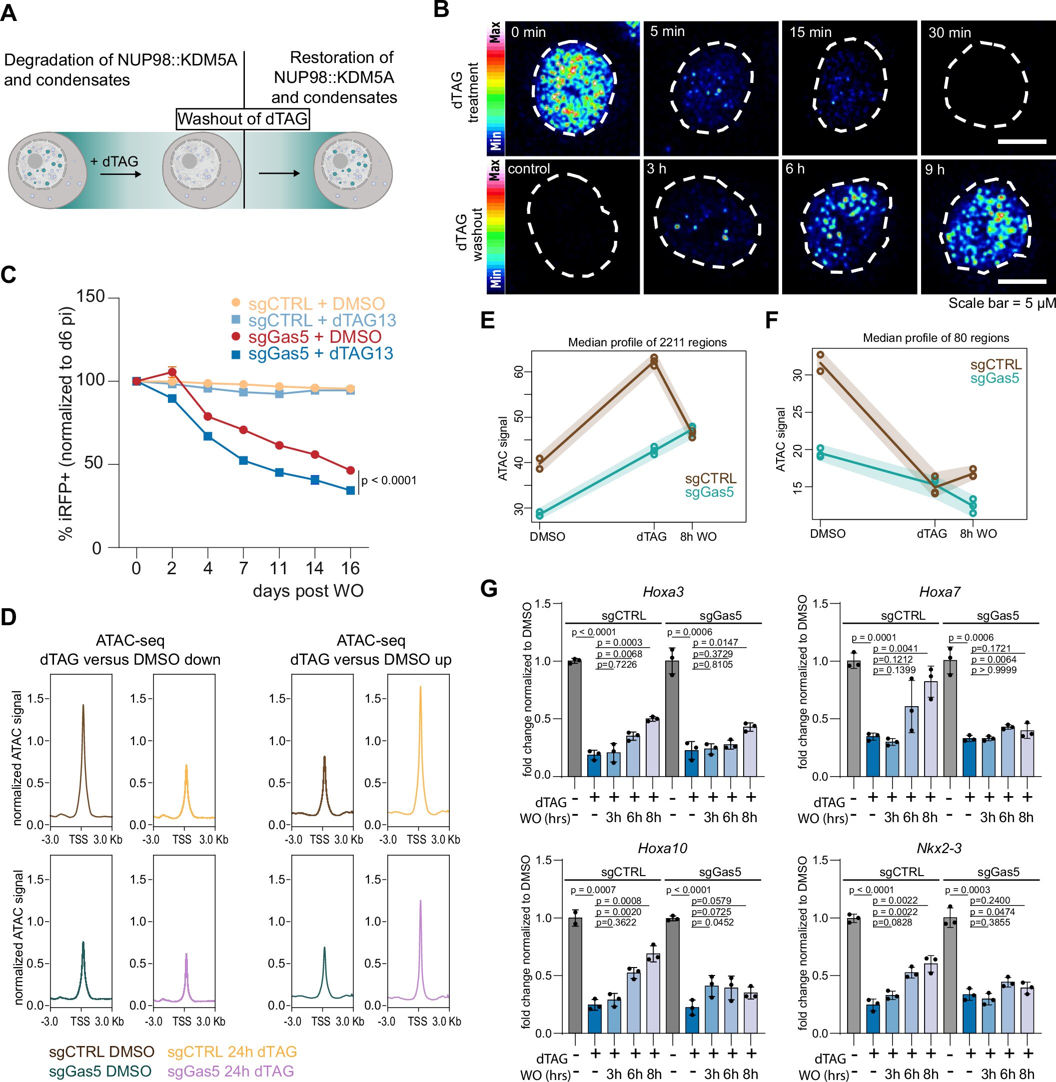 How RNA molecules influence the development of aggressive leukemia