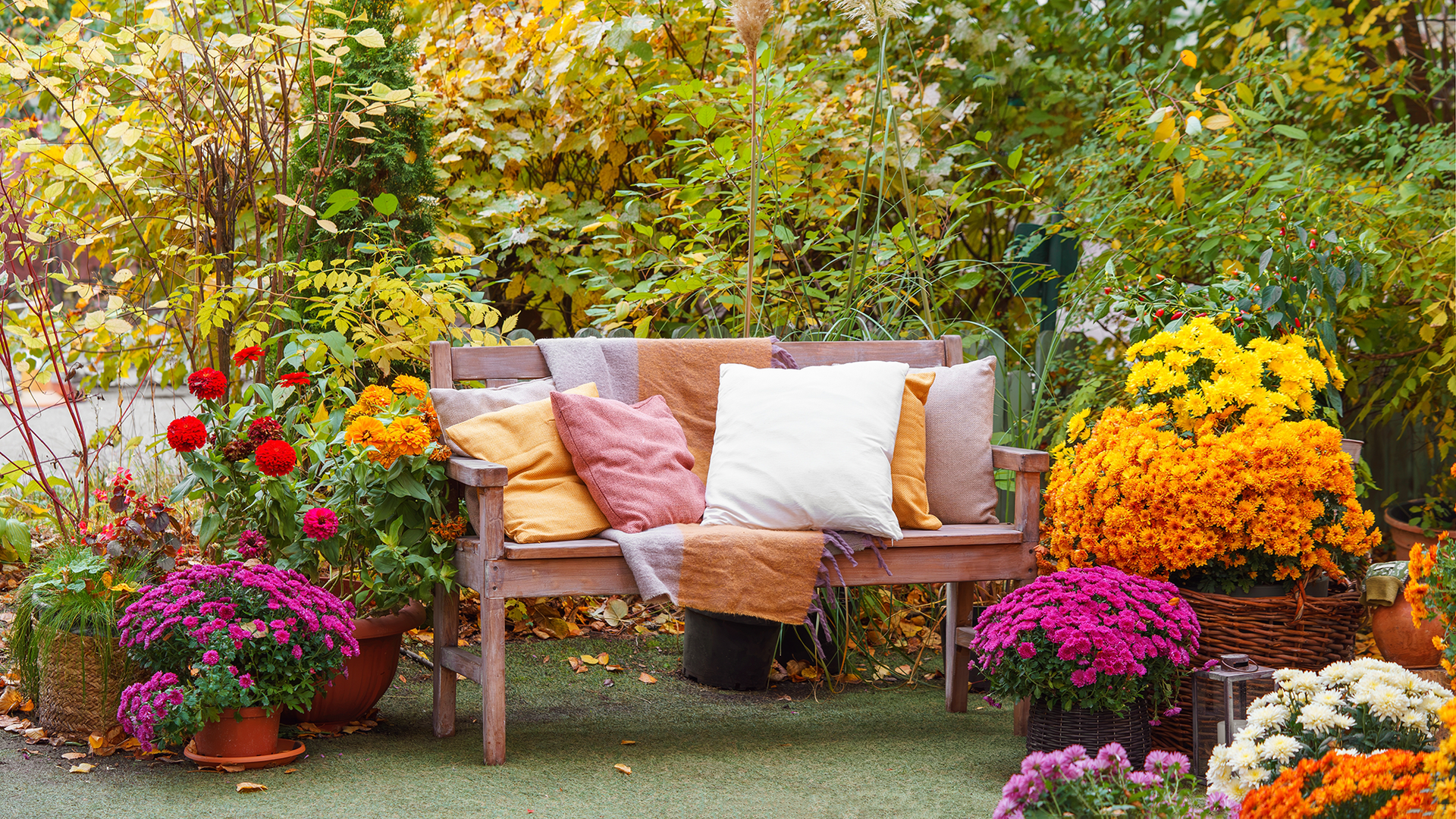 Don’t wait until spring: 3 plants to give your yard an instant fall vibe