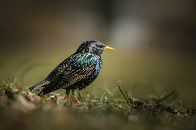 Starling turns to UK sovereign cloud to develop banking AI model