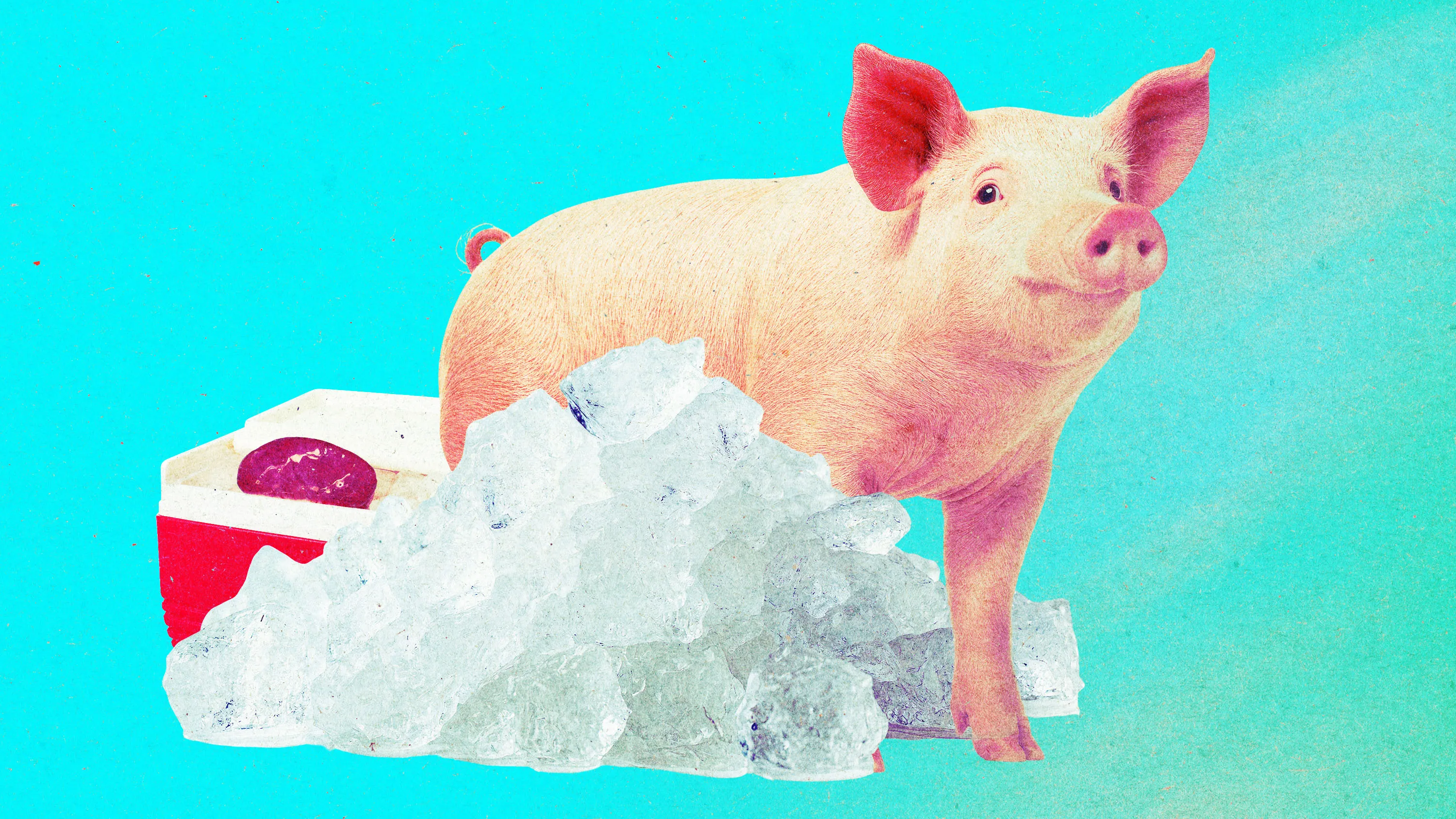 Pig kidneys that were “frozen” for a year have been brought back to life