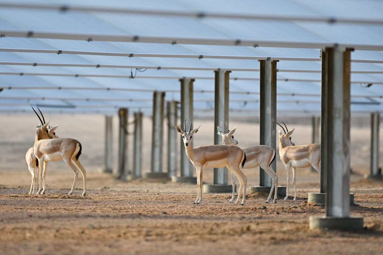 Saudi Arabia uses 250 MW solar park to breed threatened gazelles