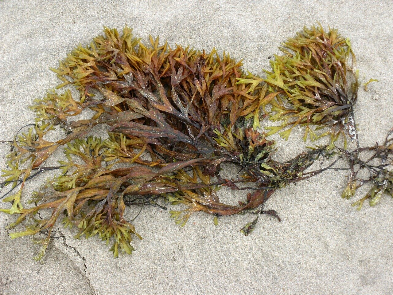 Natural substance from seaweed has strong antioxidant properties