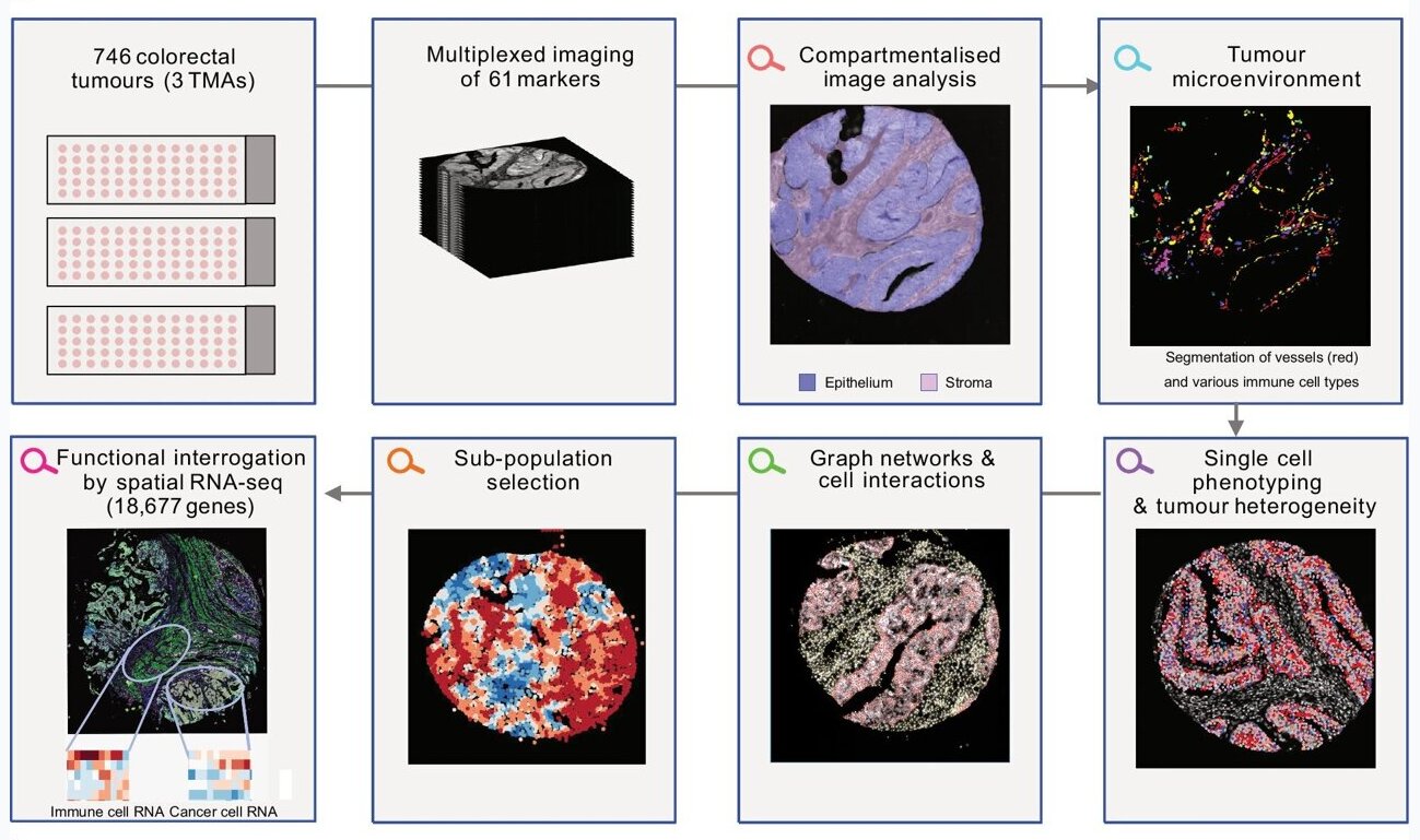 How cell type influences the impact of cancer-related protein activity in colorectal cancer