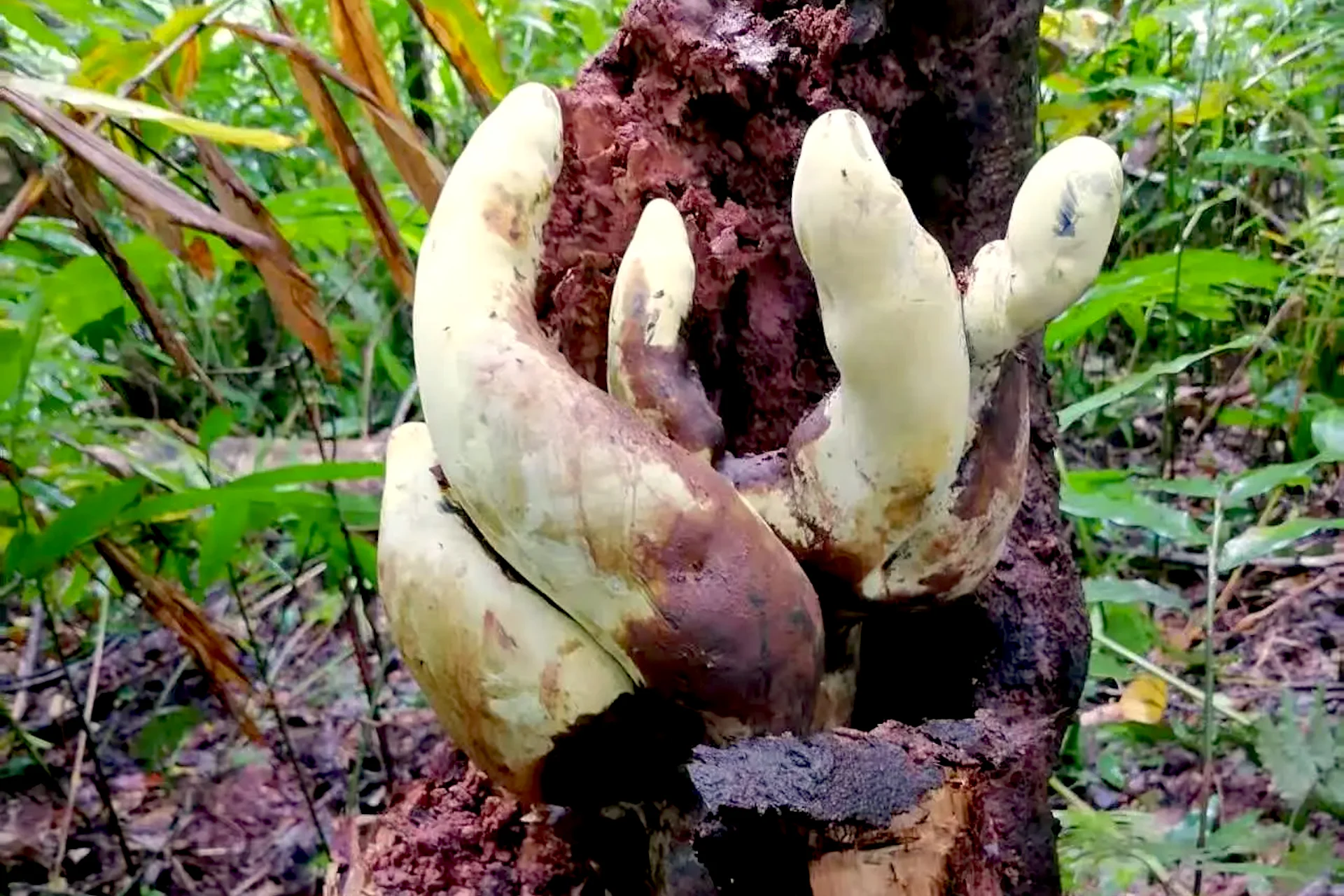 Meet ‘D. Rex,’ the Monster Fungus Born in the Wake of the Dinosaur Apocalypse