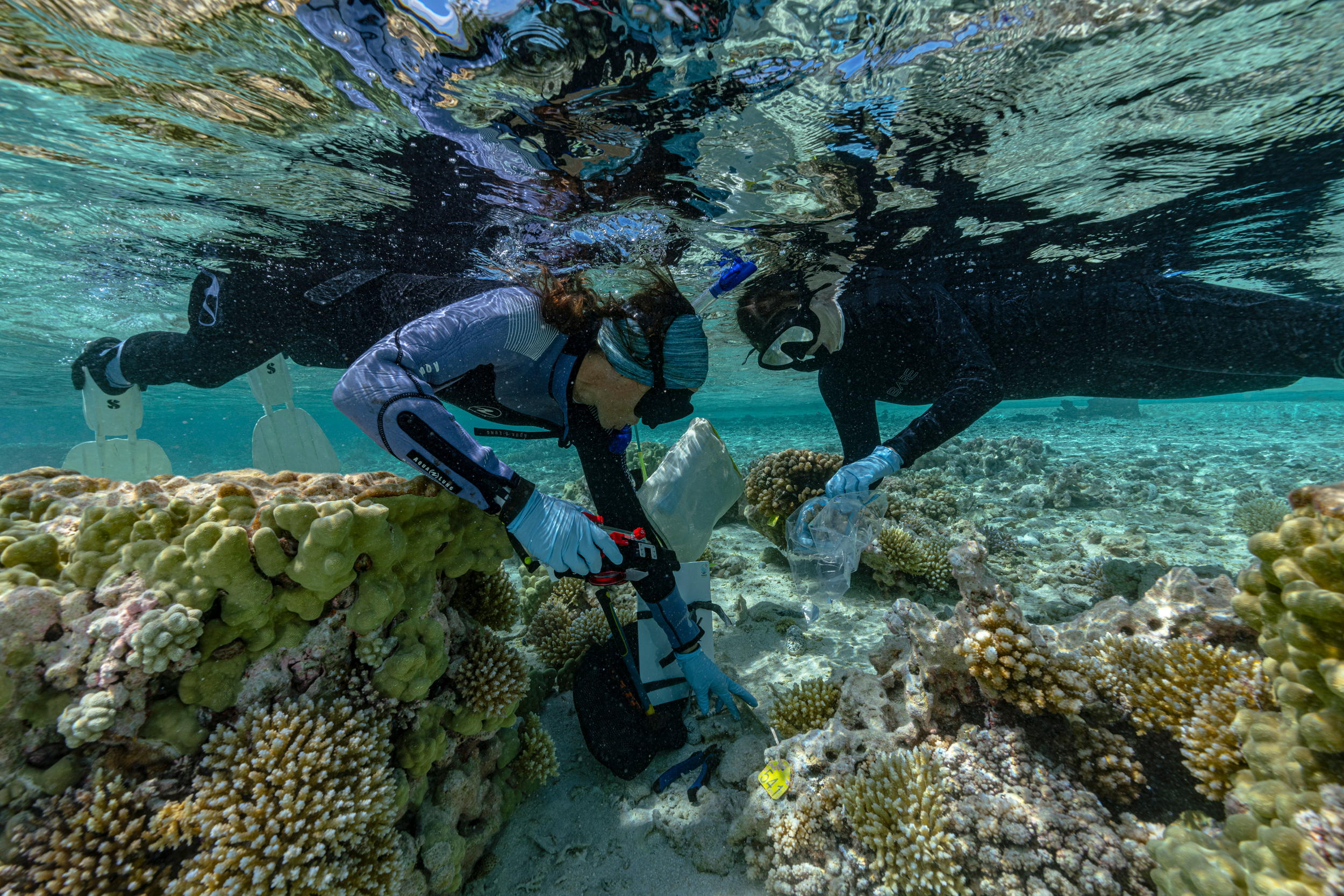 Rewilding could help vulnerable islands keep pace with rising seas
