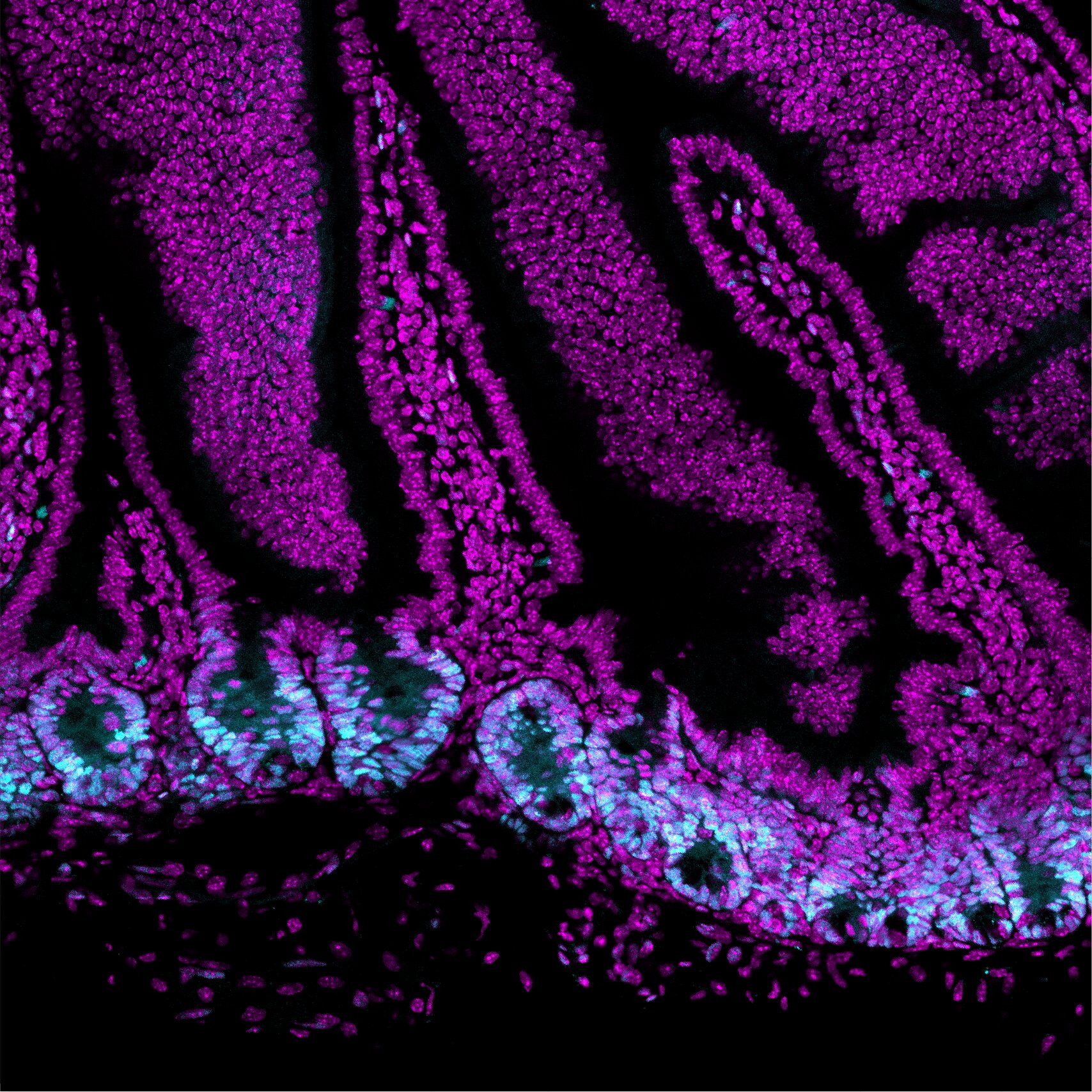 Changing signal rhythms shifts balance of cell types in miniature gut models