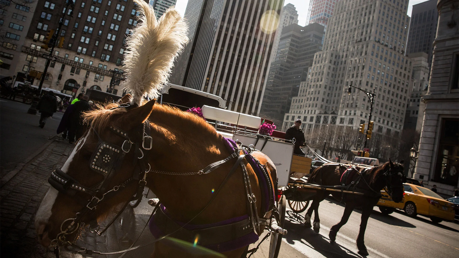 A timeline of New York City trying to ban horse carriages in Central Park