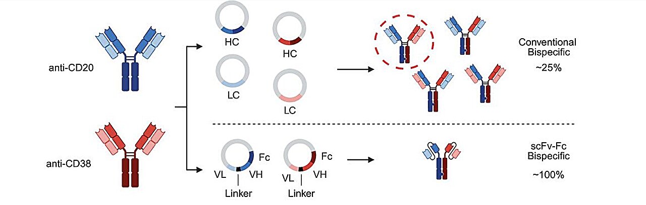 Antibody screening approach could speed development of immune-based cancer treatments