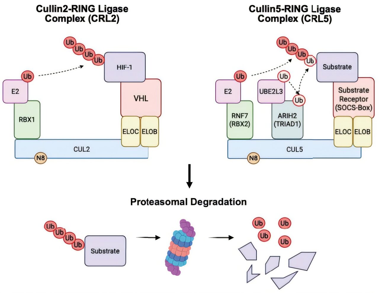 Researchers identify key pathway that drives T-cell exhaustion in cancer immunotherapy