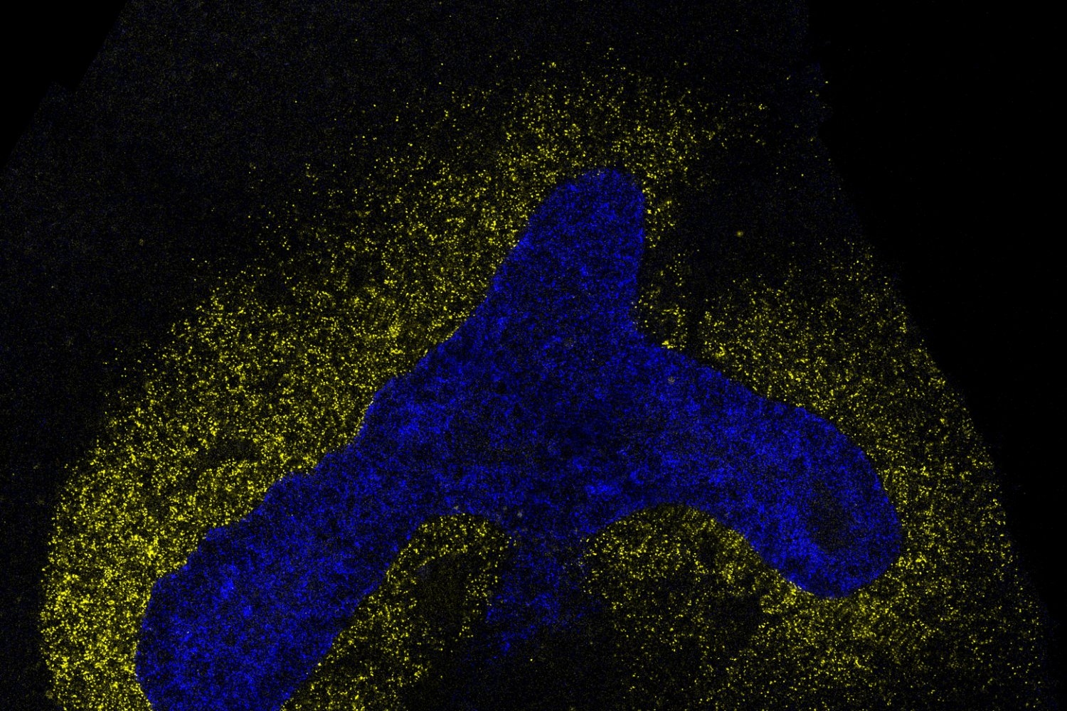 AI model decodes the language cells use to communicate