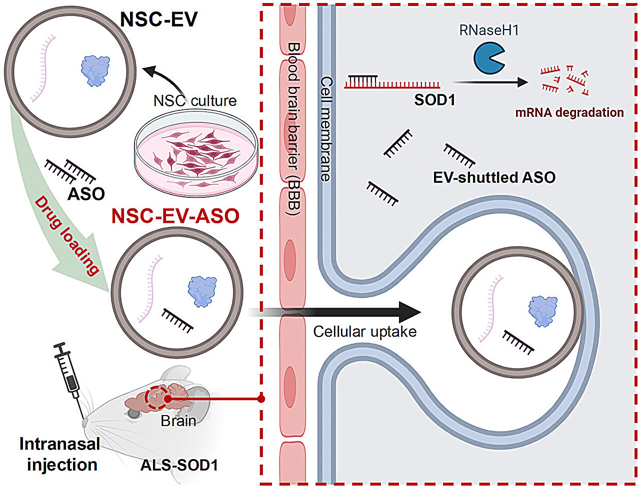 Nasal delivery of ALS treatment in tiny cell-made sacs delays disease onset in mice