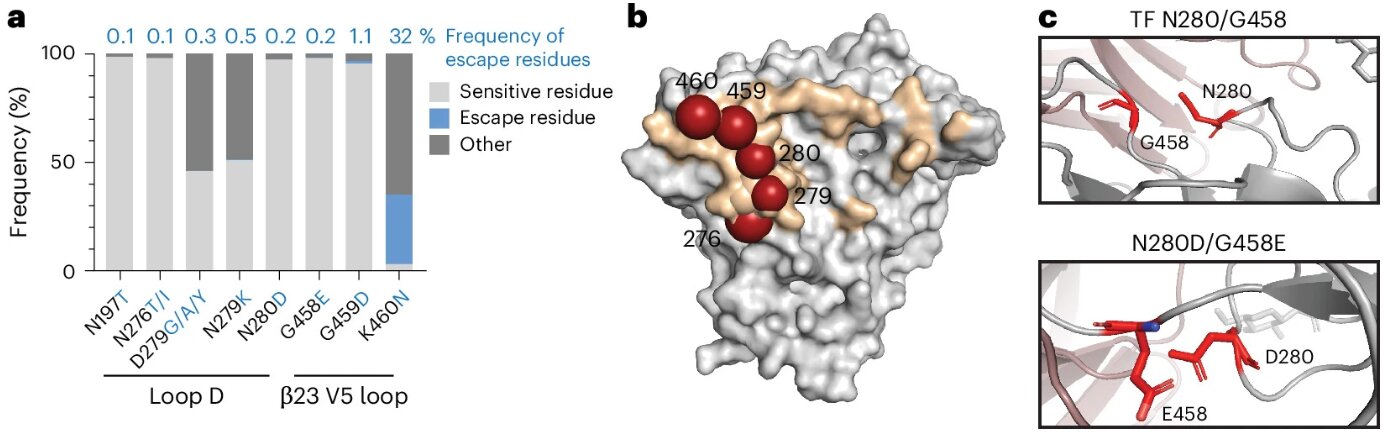HIV finds escape routes from a preventive antibody—but newer antibodies may close them