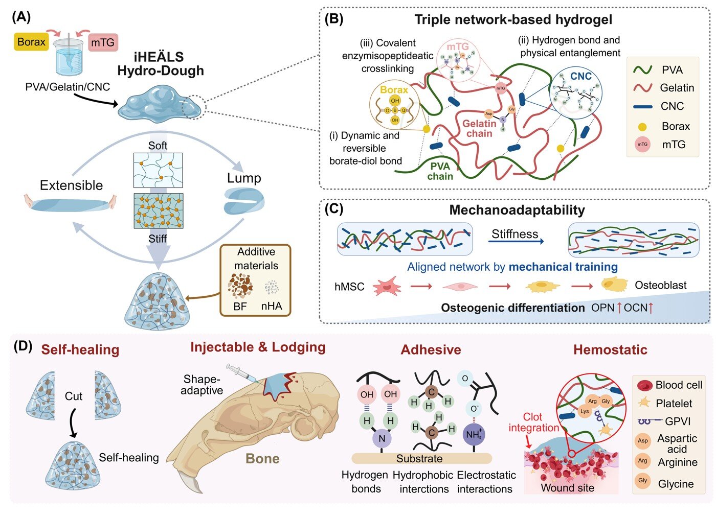 Moldable gel controls bleeding and supports bone repair in preclinical tests