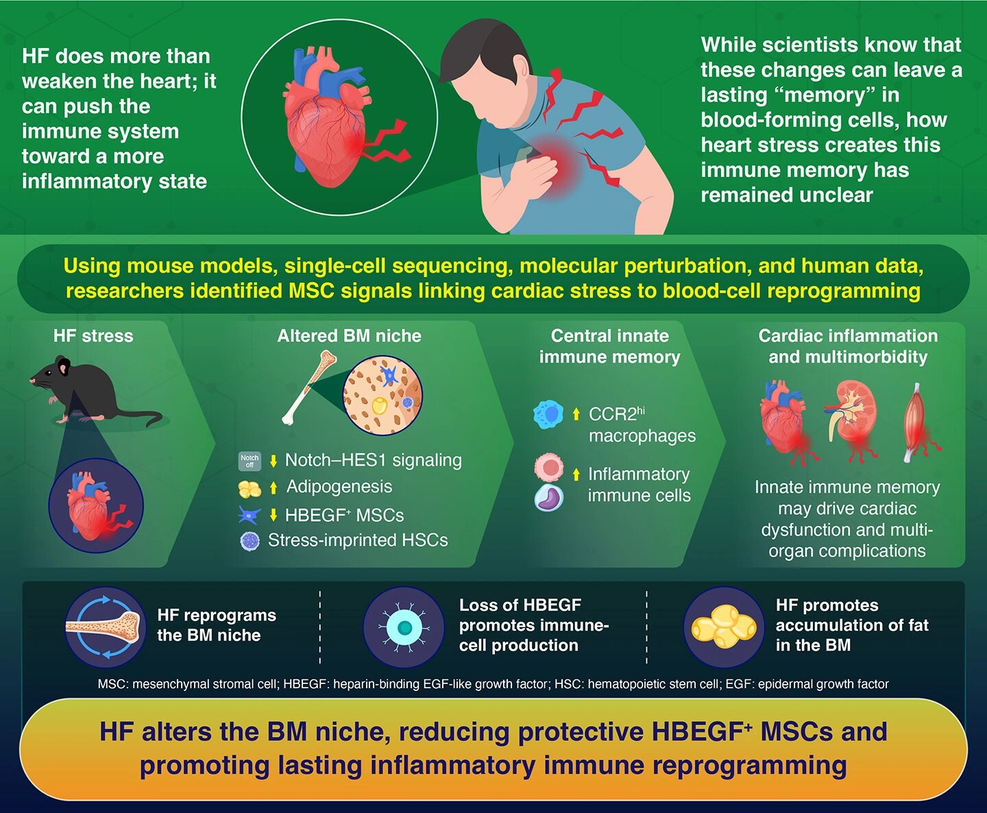 How heart failure reshapes bone marrow to create inflammation-related immune memory