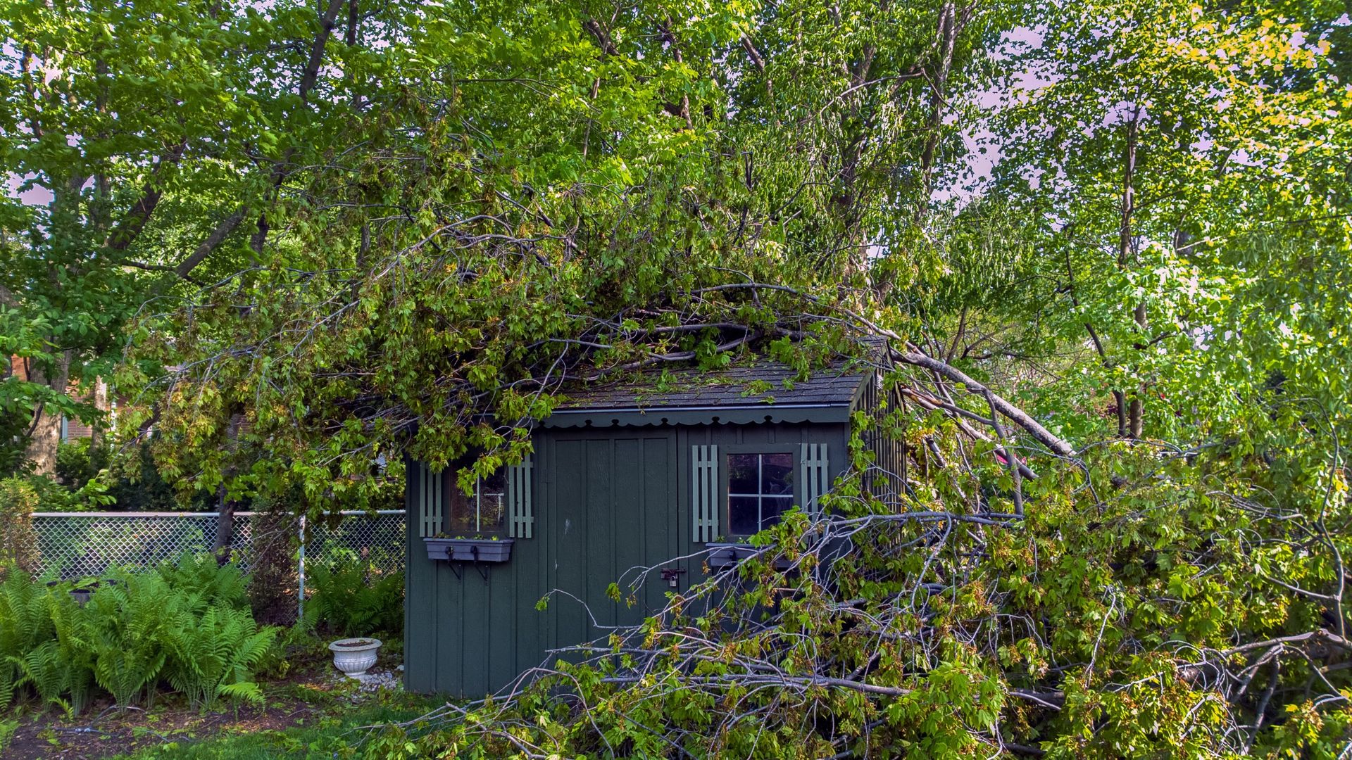 My neighbor's tree is damaging my property — what can I do? Here’s what the experts say