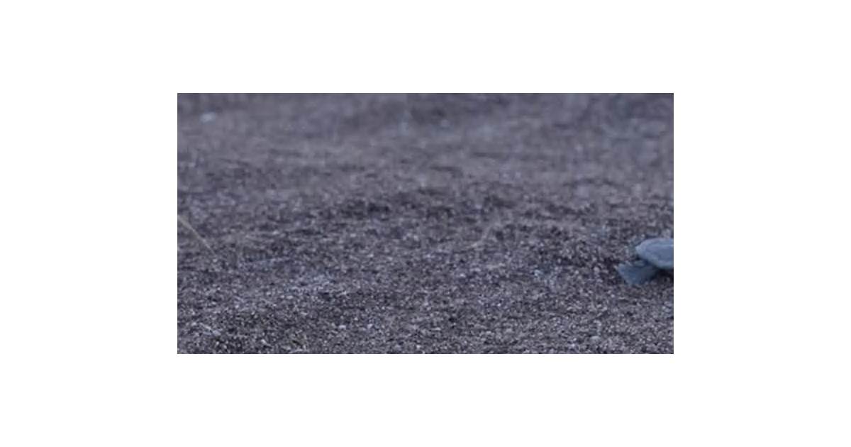 Hotter sand, fewer males: COP31's turtle mascot faces a climate threat