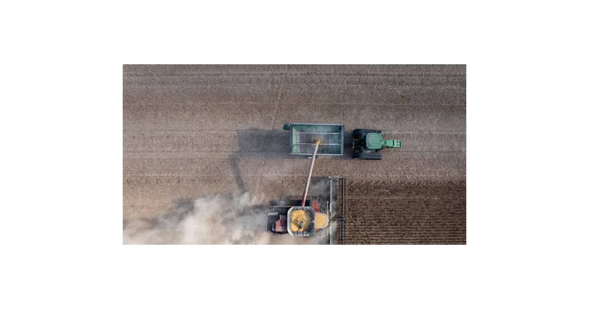 China Buys More US Soybeans as Purchasing Spree Gathers Pace