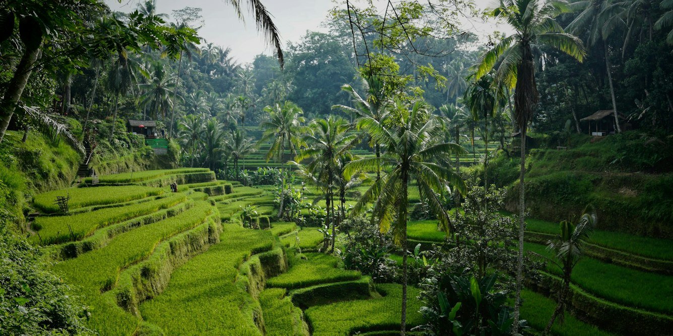 A dengue vaccine is now available for travelers. Here's what you need to know
