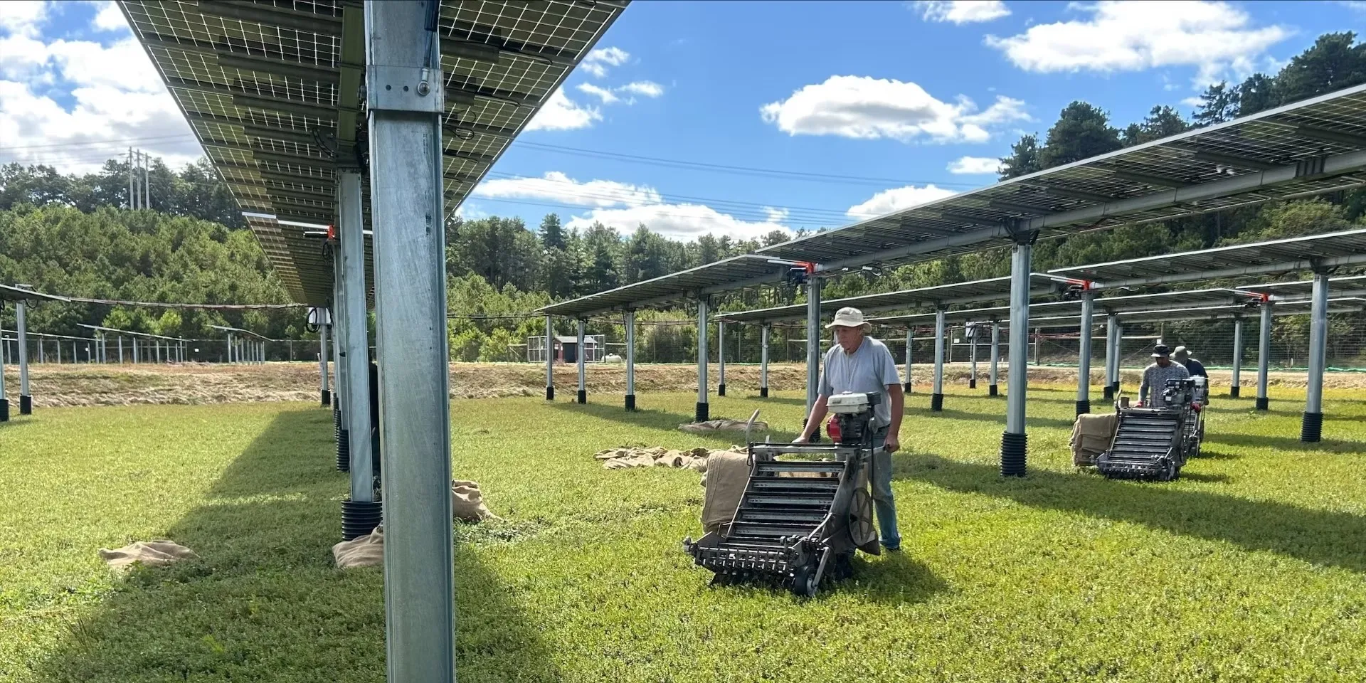 Solar panels are bringing idle cranberry bogs back to life