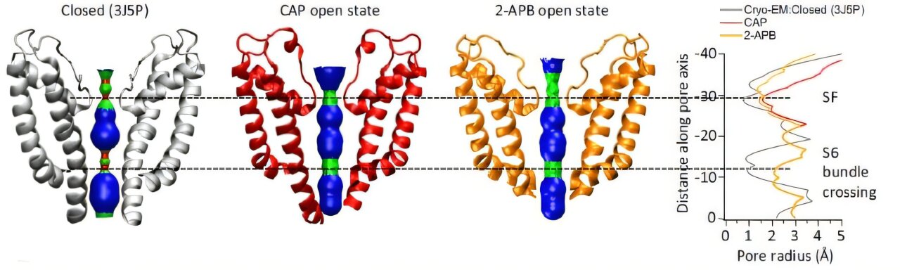 The receptor behind chili-pepper burn may hold clues to pain treatments