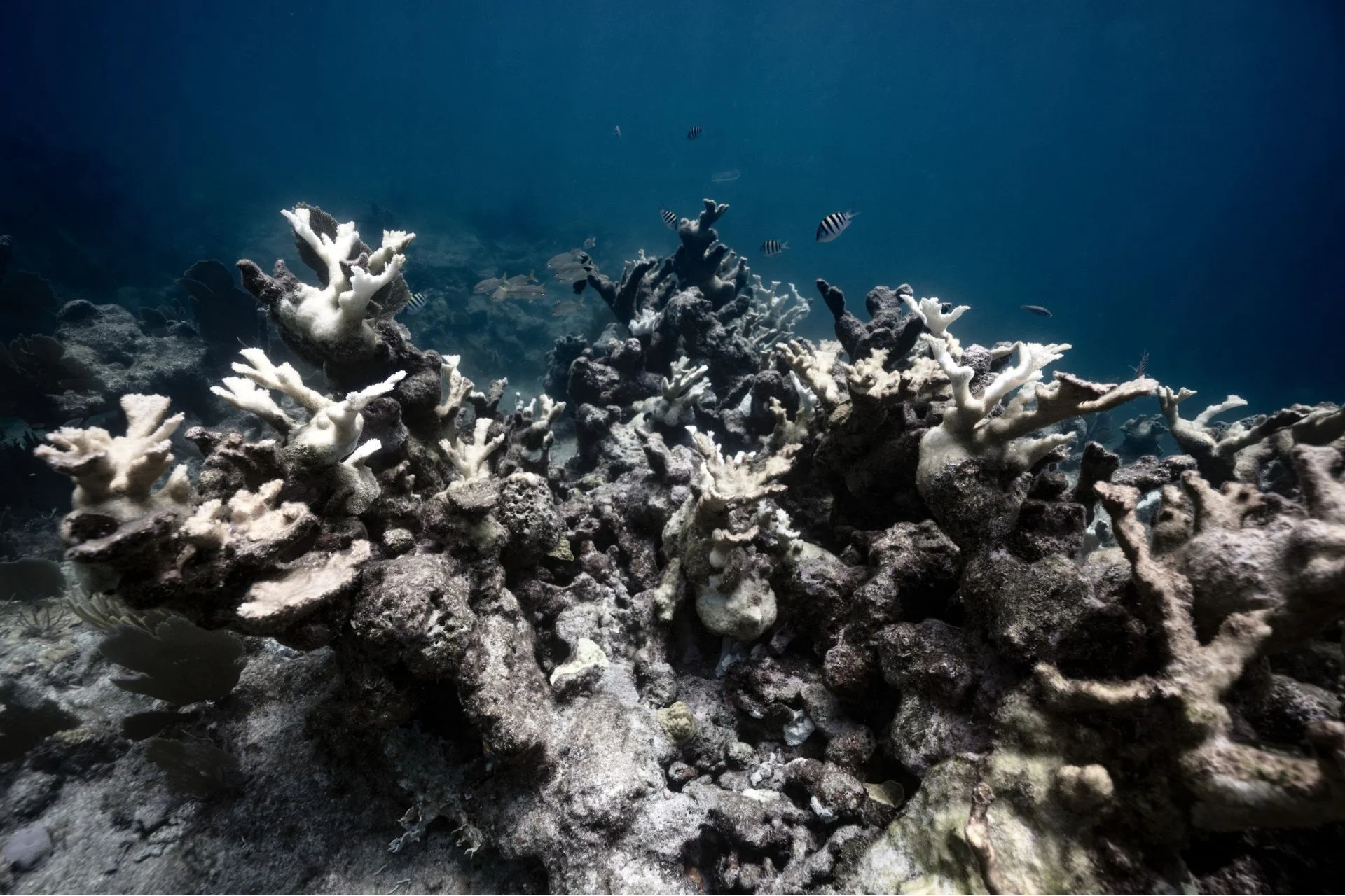 Stanford Just Figured Out How to Lead Dying Coral Reefs to a ‘Fast and Full Recovery’
