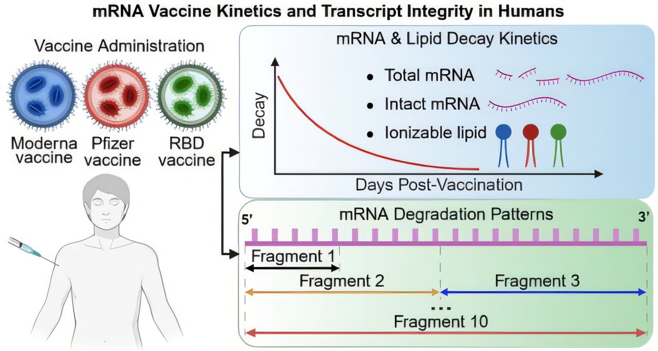 Head-to-head comparison of three mRNA vaccines reveals differences in their stability in human blood