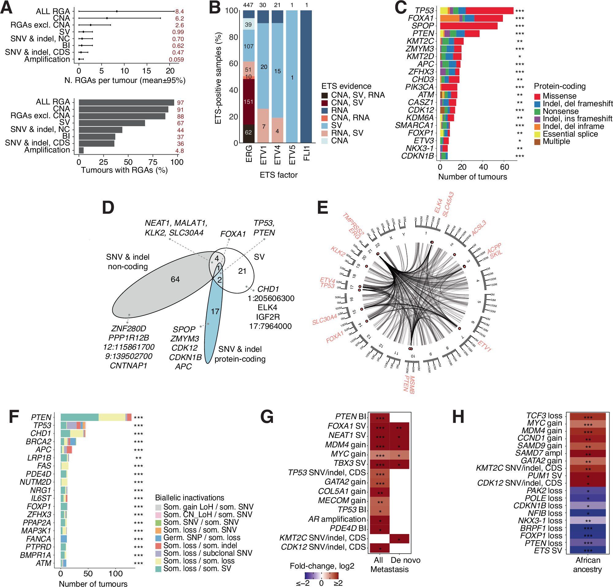 Genomic cancer driver study reveals new clues to why some prostate cancers become aggressive