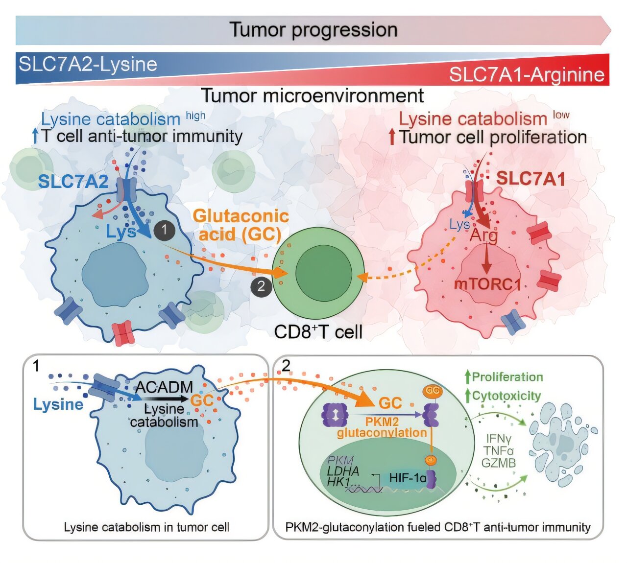Fueling growth, blinding immunity: The two-way amino acid trap inside tumors