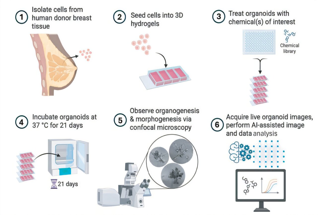 Study finds common chemicals may alter normal breast development