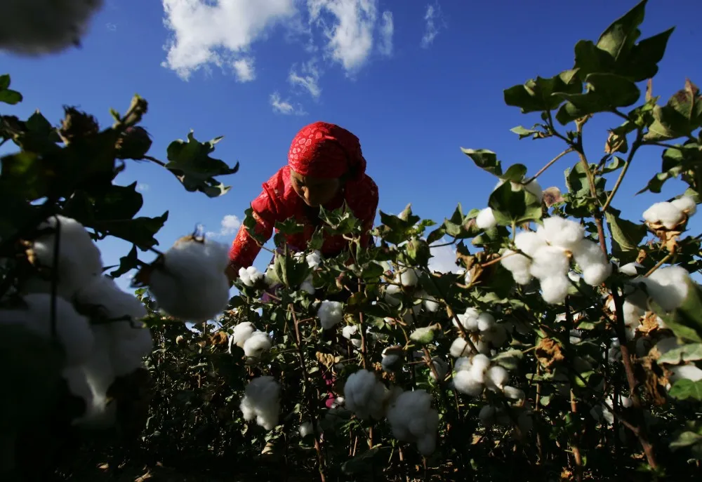 Case Study Outlines Keys to Scaling Organic Cotton Production in Pakistan