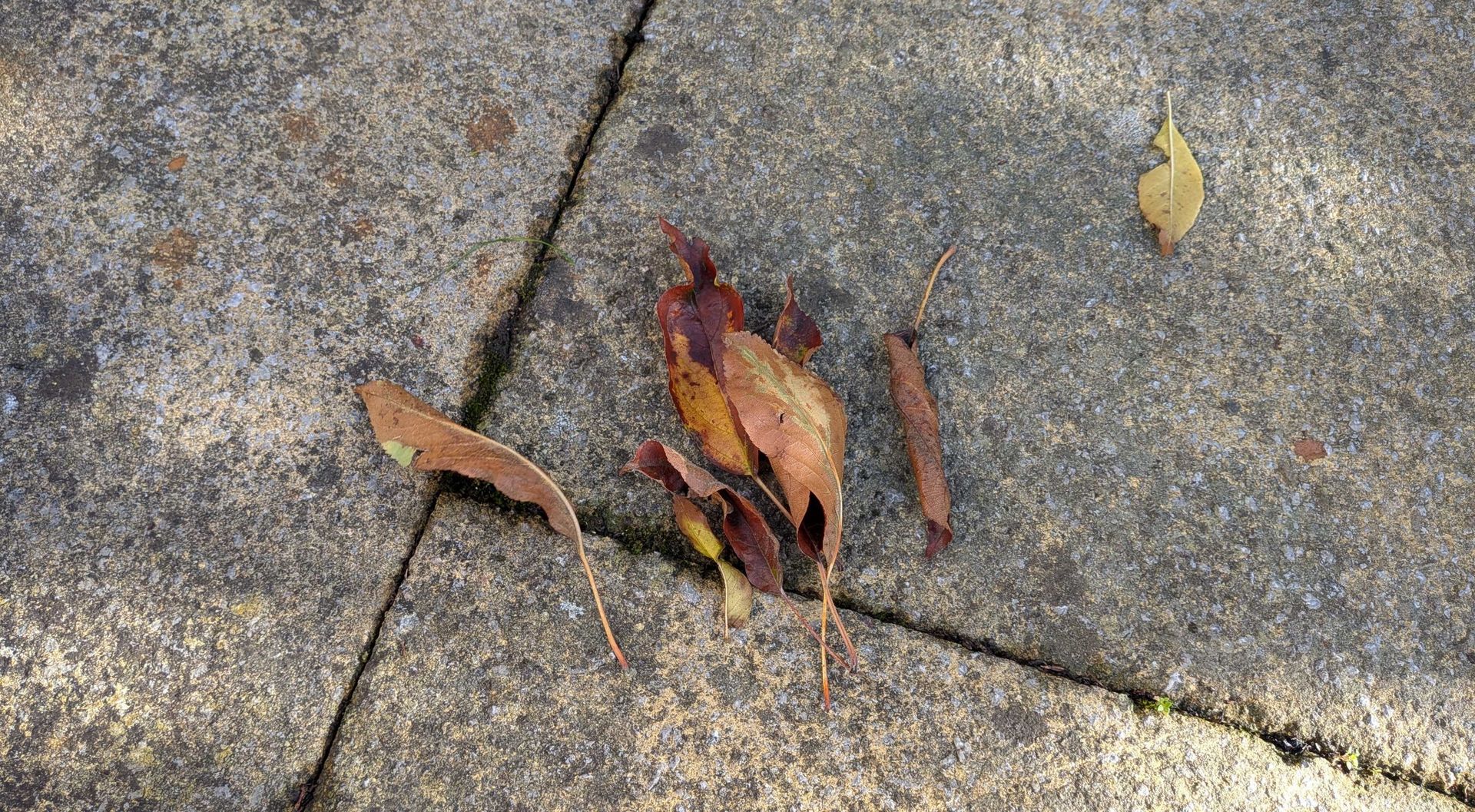 How to remove leaf stains from concrete — no vinegar required