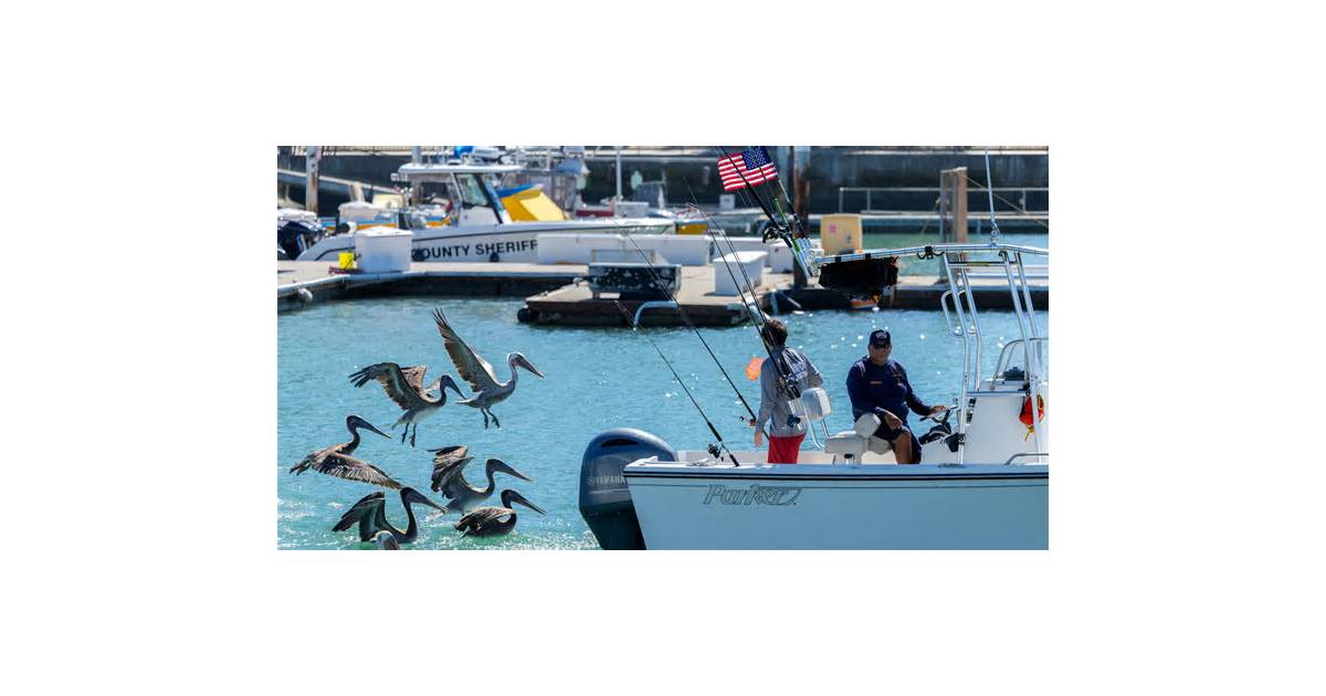 Exotic species appear off California thanks to an unusually strong El Niño