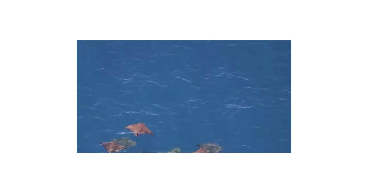 Sea snakes and hammerheads are showing up in California. Blame El Niño.