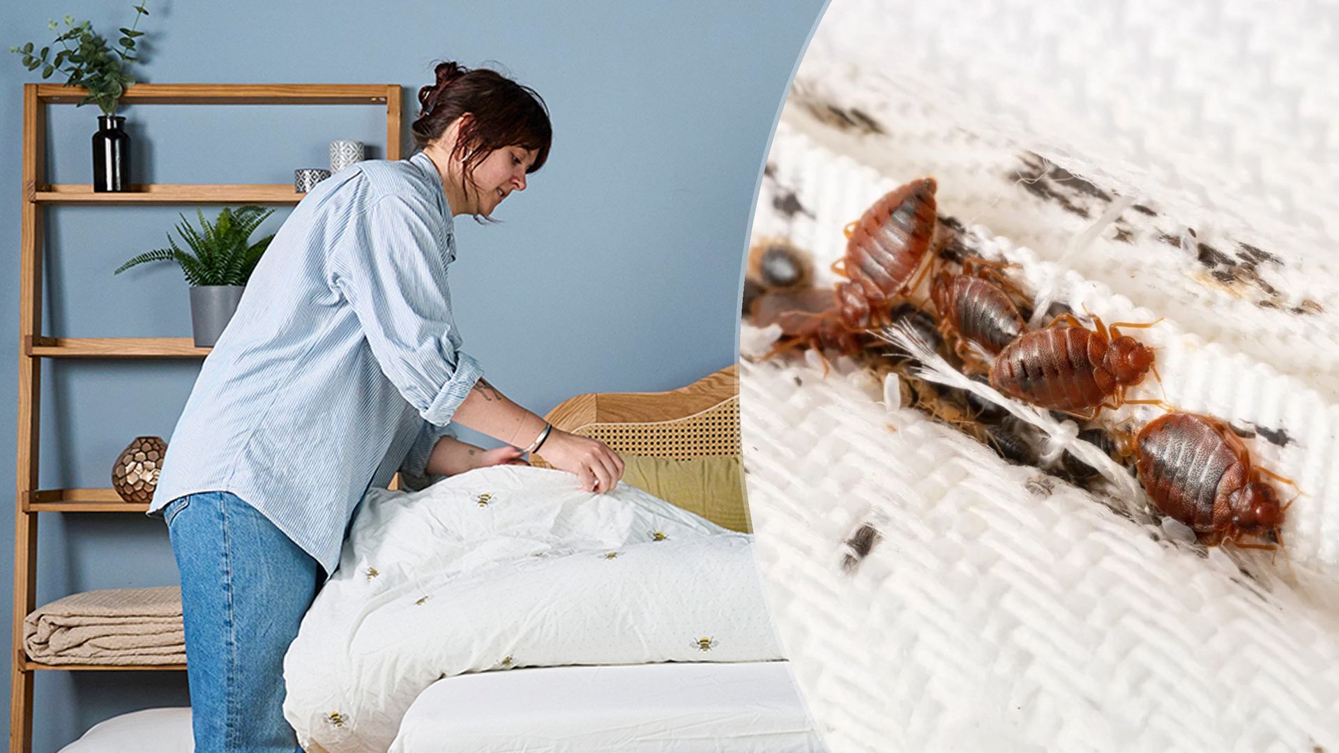 4 key factors that drive bed bugs to your mattress — and how to protect it tonight