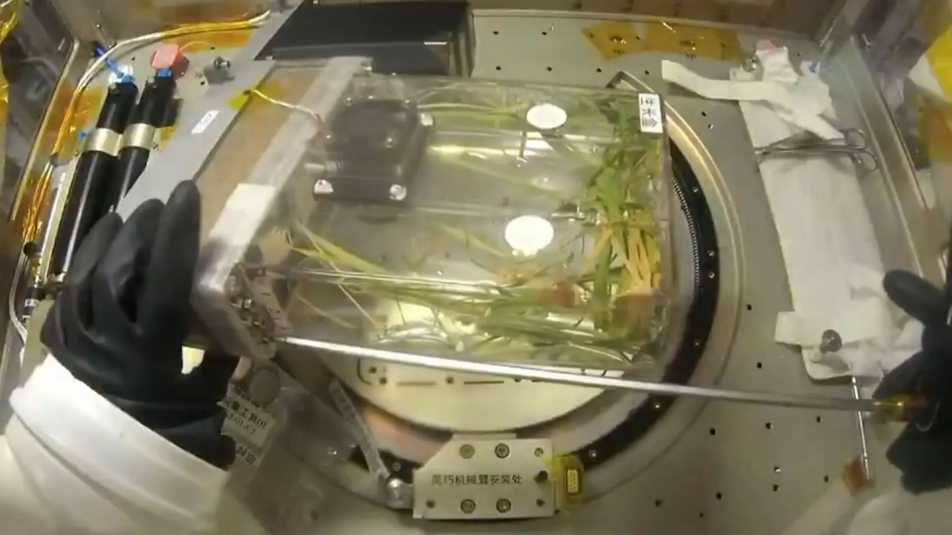 China’s space rice experiment could help astronauts grow their own food