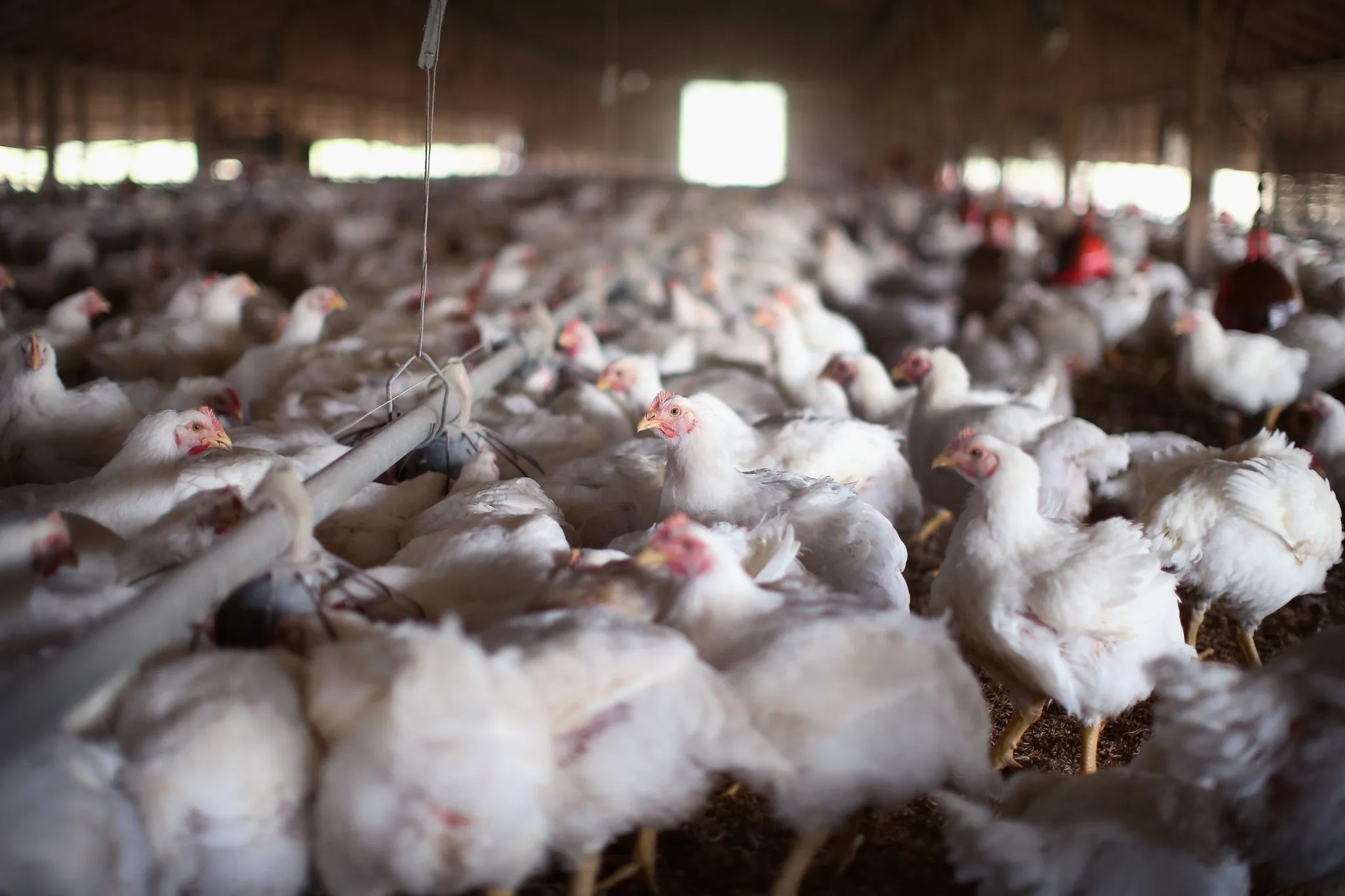 Huat Lai Launches Five Frozen Poultry Products Under Little Farmer Brand
